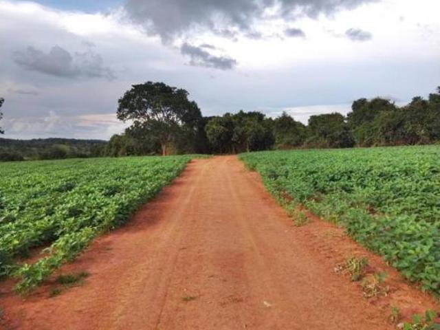 Sítio e chácara venda em Região Geográfica Imediata de Caldas Novas-Morrinhos, Morrinhos