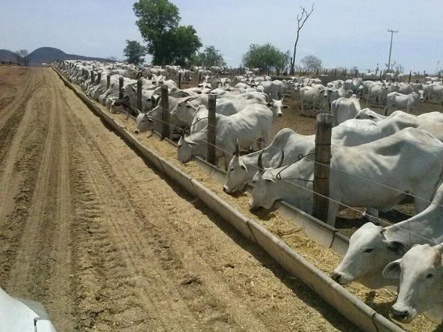 Fazenda venda em Muquém do São Francisco, Região Geográfica Intermediária de Irecê
