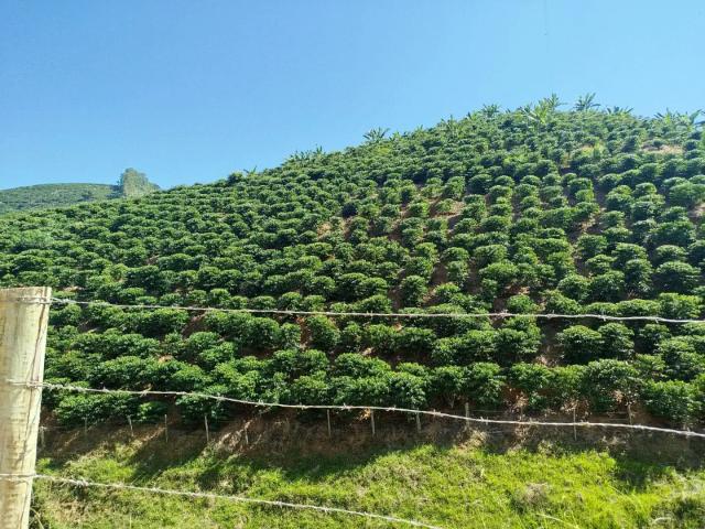 Fazenda venda em Região Geográfica Imediata de Cachoeiro de Itapemirim, Muqui