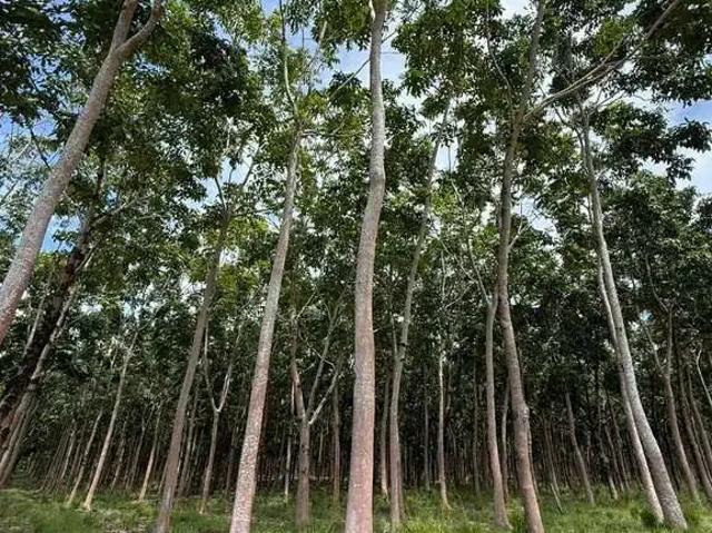 Fazenda venda em Região Geográfica Imediata de Araguaína, Muricilândia