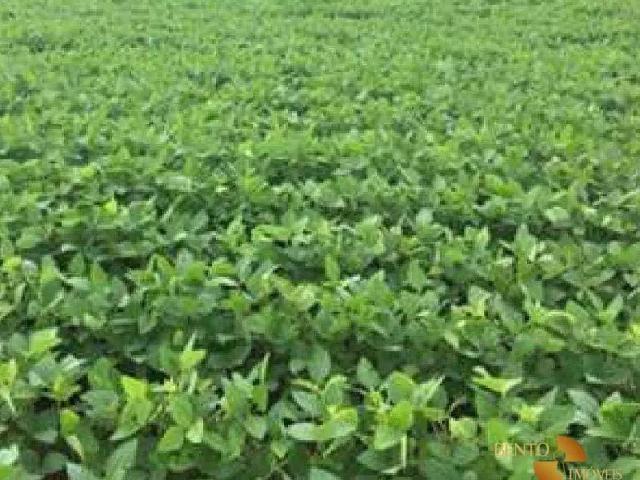 Fazenda venda em Região Geográfica Imediata de Naviraí - Mundo Novo, Naviraí