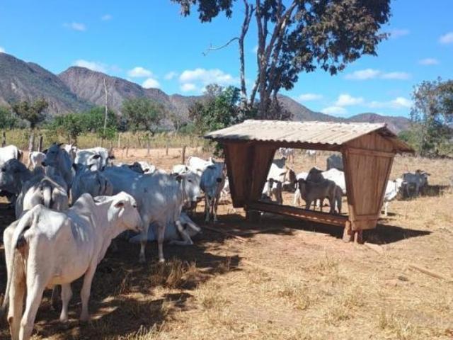 Sítio e chácara venda em Região Geográfica Imediata de Uruaçu - Niquelândia, Niquelândia