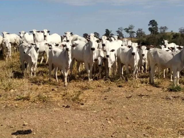 Fazenda venda em Região Geográfica Imediata de Cuiabá, Nobres