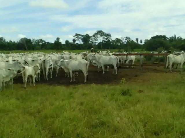 Fazenda venda em Nossa Senhora do Livramento, Região Geográfica Intermediária de Cuiabá