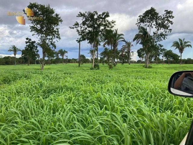 Fazenda venda em Região Geográfica Imediata de Cuiabá, Região Metropolitana do Vale do Rio Cuiabá