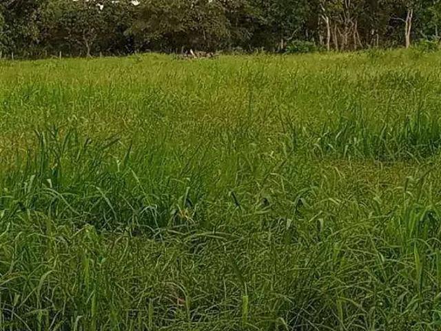 Fazenda venda em Região Geográfica Imediata de Cuiabá, Região Metropolitana do Vale do Rio Cuiabá