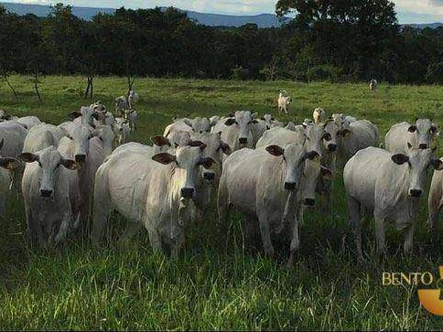Fazenda venda em Nossa Senhora do Livramento, Região Geográfica Intermediária de Cuiabá