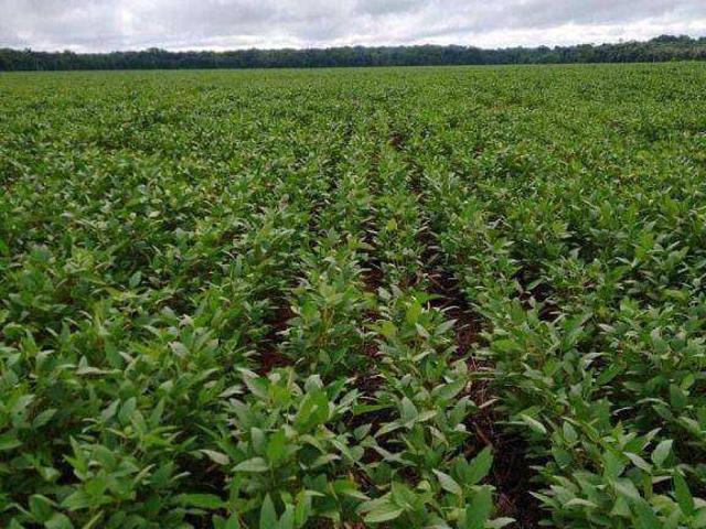 Fazenda venda em Nova Maringá, Região Geográfica Intermediária de Cuiabá