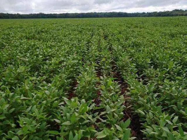 Fazenda venda em Região Geográfica Imediata de Diamantino, Nova Maringa
