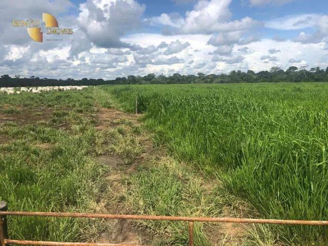 Fazenda venda em Região Geográfica Imediata de Alta Floresta, Nova Monte Verde