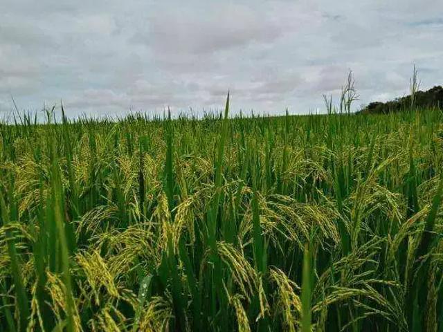 Fazenda venda em Região Geográfica Imediata de Alta Floresta, Nova Monte Verde