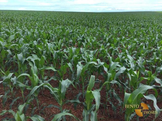 Fazenda venda em Comercial José Aparecido Ribeiro, Nova Mutum