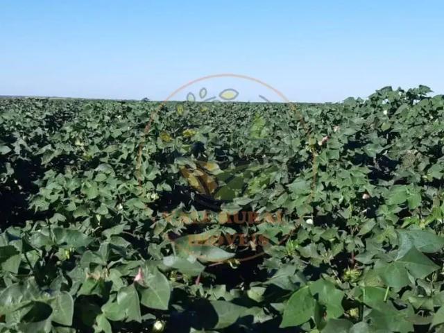 Fazenda venda em Região Geográfica Imediata de Sorriso, Nova Mutum