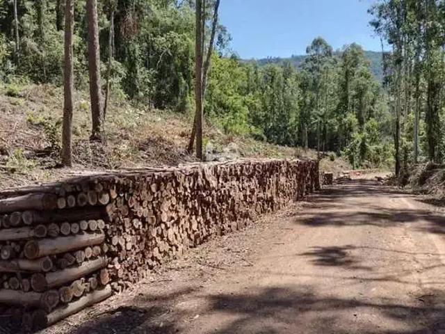 Fazenda venda em Região Geográfica Imediata de Caxias do Sul, Nova Petrópolis