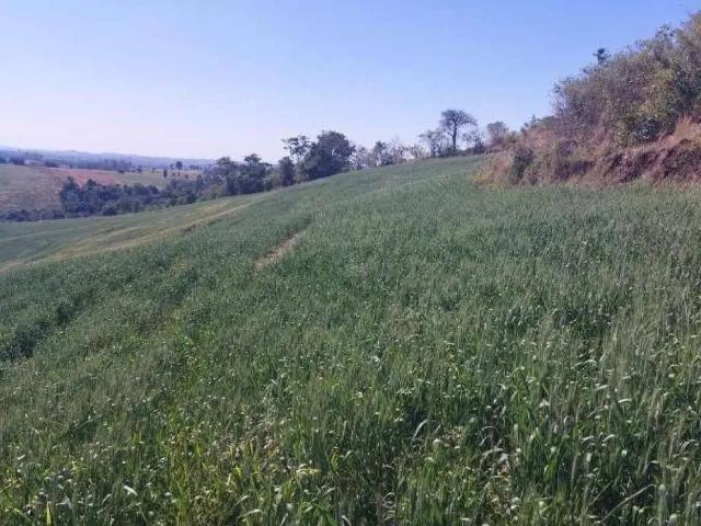 Fazenda venda em Região Geográfica Imediata de Pitanga, Nova Tebas