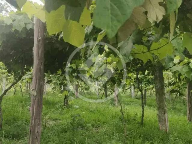 Fazenda venda em Região Geográfica Imediata de Brusque, Nova Trento