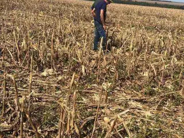 Fazenda venda em Região Geográfica Imediata de Sorriso, Nova Ubiratã