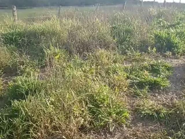 Fazenda venda em Região Geográfica Imediata de Sorriso, Nova Ubiratã