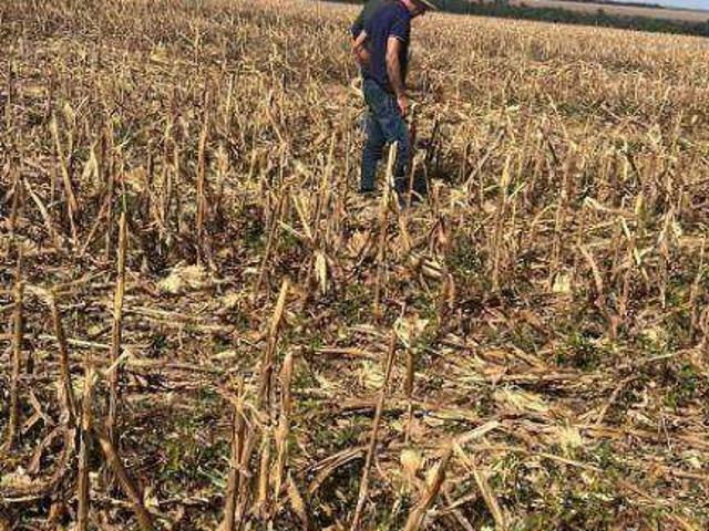 Fazenda venda em Nova Ubiratã, Região Geográfica Intermediária de Sinop