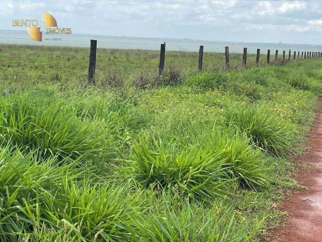 Fazenda venda em Nova Ubiratã, Região Geográfica Intermediária de Sinop
