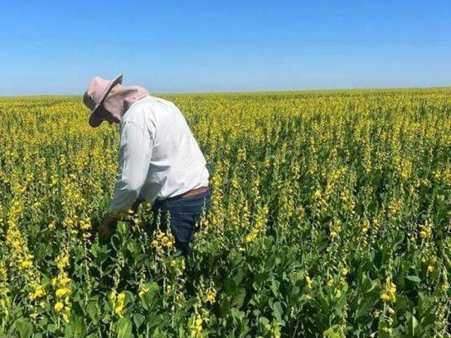 Sítio e chácara venda em Região Geográfica Imediata de Barra do Garças, Nova Xavantina