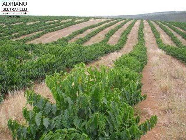 Sítio e chácara venda em Região Geográfica Imediata de Teófilo Otoni, Novo Cruzeiro