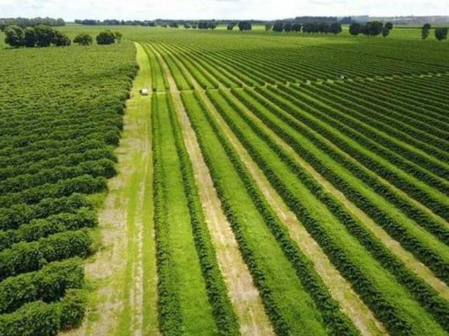 Sítio e chácara venda em Região Geográfica Imediata de Teófilo Otoni, Novo Cruzeiro