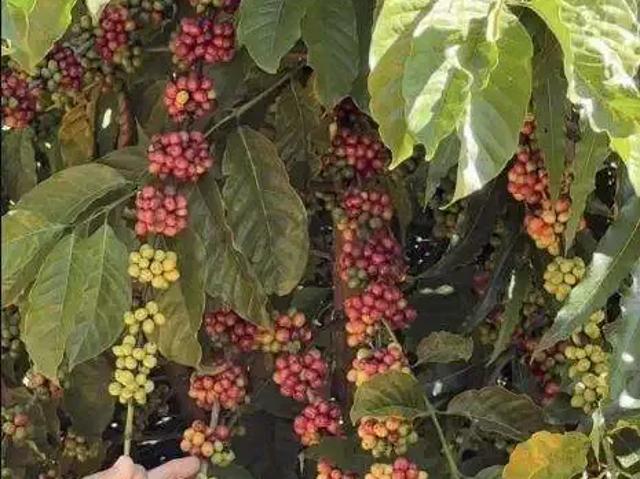 Fazenda venda em Região Geográfica Imediata de Teófilo Otoni, Novo Cruzeiro