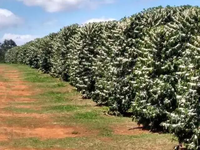 Fazenda venda em Região Geográfica Imediata de Teófilo Otoni, Novo Cruzeiro