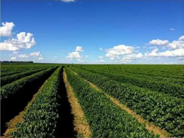 Fazenda venda em Região Geográfica Imediata de Teófilo Otoni, Novo Cruzeiro