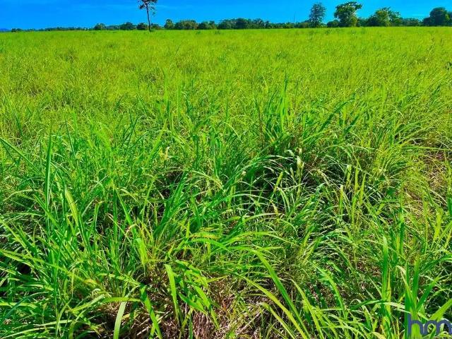 Fazenda venda em Região Geográfica Imediata de Porangatu, Novo Planalto