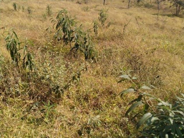 Sítio e chácara venda em Felix dos Santos, Oliveira