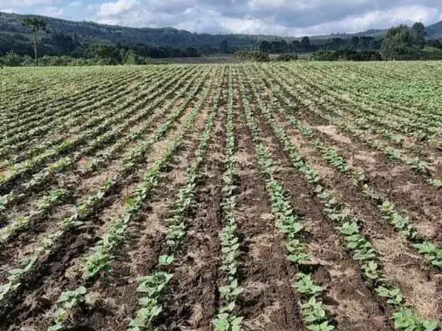 Fazenda venda em Região Geográfica Imediata de Lages, Otacílio Costa