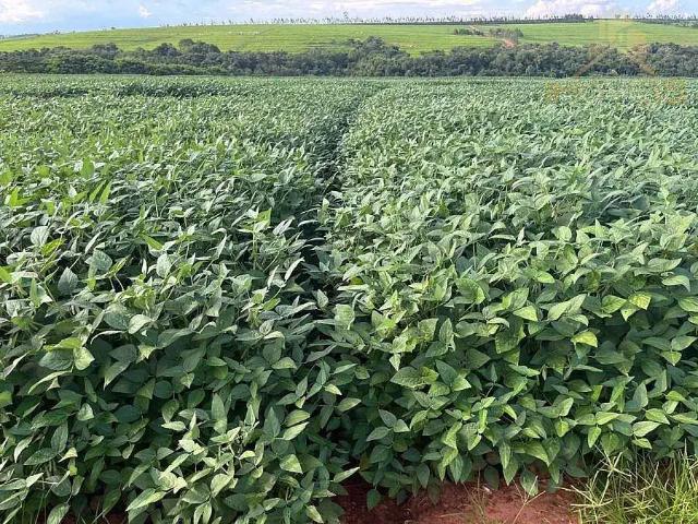 Fazenda venda em Região Imediata de Ourinhos, Ourinhos
