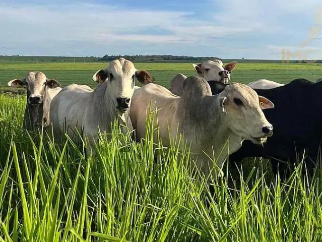 Fazenda venda em Região Imediata de Ourinhos, Ourinhos