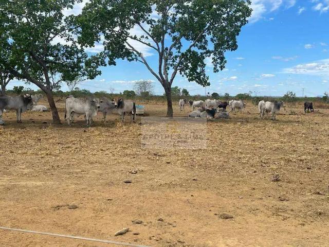 Fazenda venda em Região Geográfica Imediata de Pato Branco, Palmas