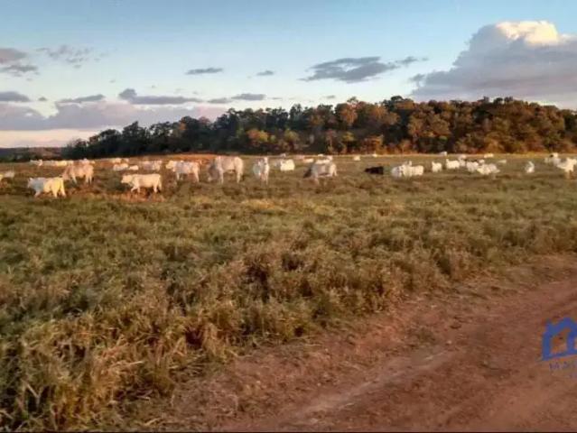 Fazenda venda em Região Geográfica Imediata de Palmas, Palmas