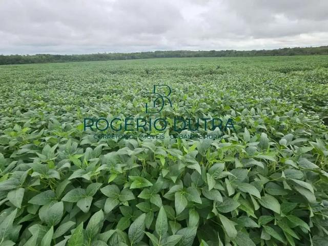 Fazenda venda em Palmeirante, Região Norte