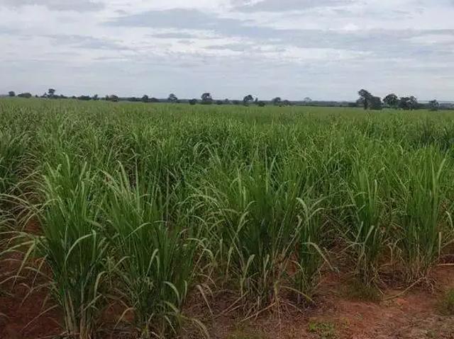 Fazenda venda em Região Imediata de Dracena, Panorama