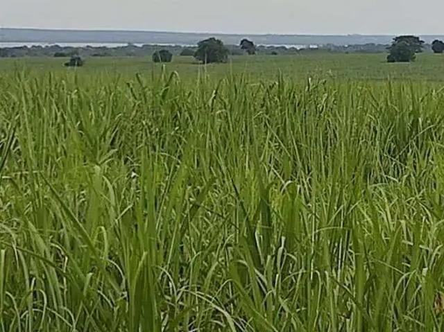 Fazenda venda em Região Imediata de Dracena, Panorama