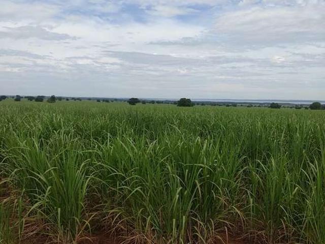 Fazenda venda em Região Imediata de Dracena, Panorama