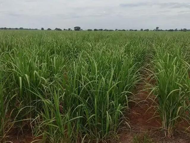 Fazenda venda em Região Imediata de Dracena, Panorama