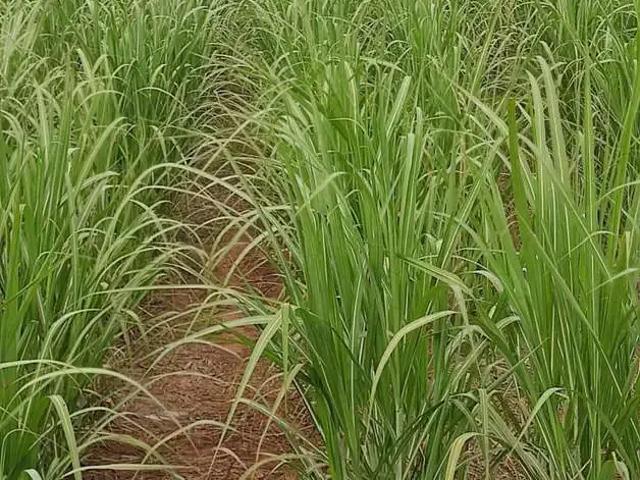 Fazenda venda em Região Imediata de Araçatuba, Araçatuba