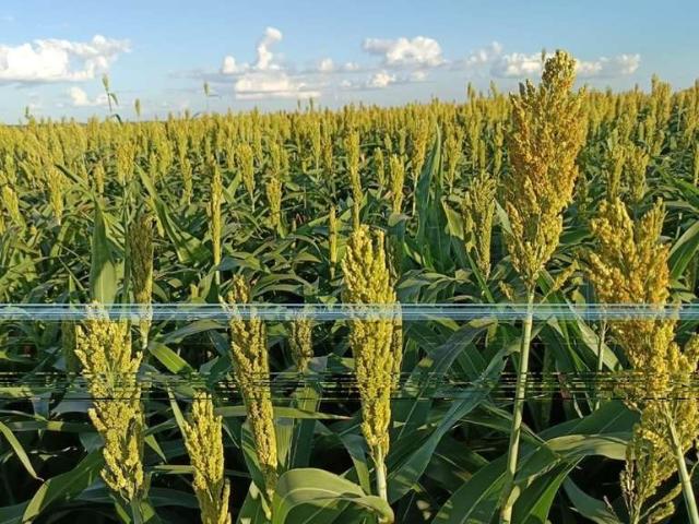 Fazenda venda em Região Geográfica Imediata de Patos de Minas, Paracatu