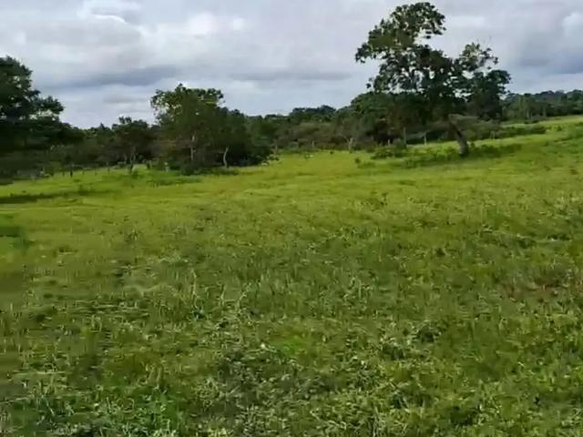 Fazenda venda em Região Geográfica Imediata de São Miguel do Oeste, Iporã do Oeste