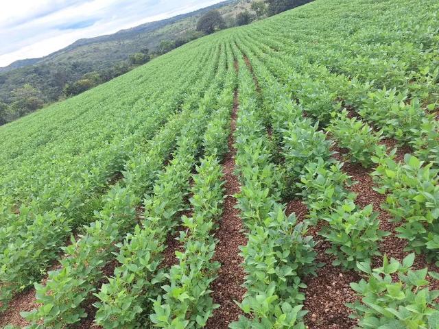 Fazenda venda em Região Geográfica Imediata de São Miguel do Oeste, Iporã do Oeste