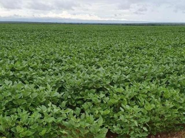 Sítio e chácara venda em Região Geográfica Imediata de Primavera do Leste, Paranatinga