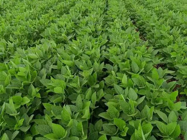 Fazenda venda em Região Geográfica Imediata de Primavera do Leste, Paranatinga