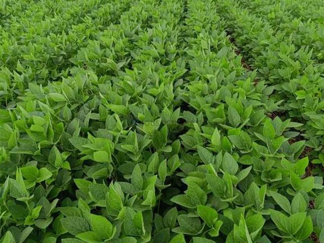Fazenda venda em Paranatinga, Região Geográfica Intermediária de Rondonópolis