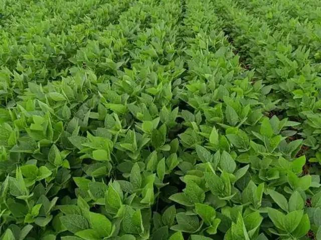 Fazenda venda em Região Geográfica Imediata de Primavera do Leste, Paranatinga